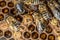 Sealed brood of Honey bees in apiary of beekeeper in hive Nurse bees on the frame with the beeswax and propolis colony