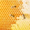 Sealed honeycombs. Bees crawl on honeycomb