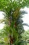 Sealing - wax palm