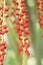 Sealing wax palm, Lipstick palm