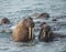 Sealion in Arctic