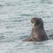 Sealion in Arctic