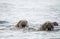 Sealion in Arctic