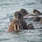 Sealion in Arctic