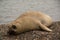 Sealion on the beach