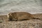 Sealion on the beach