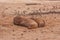 Sealion on the beach in San Cristobal Galapagos