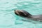 Sealion at Bronx Zoo