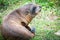 Sealion on grass closeup