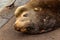 sealion laying on old dock in oregon