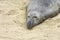 Sealion at a meeting place, beach of San Simeon,