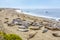 Sealion at a meeting place, beach of San Simeon