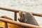 sealion opens its mouth to bark with ocean behind and dock railing