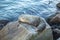 Sealion relaxes at a rock