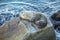 Sealion relaxes at a rock