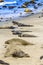 Sealion relaxes and sleeps at the beach