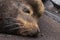 sealion relaxing on cement near docks in oregon