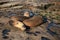 sealion relaxing in wildlife at sea rock. sealion in wildlife at ocean. california sealion in wildlife