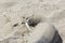 Sealion rests at the sandy beach of San Simeon