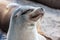 Sealion in San Cristobal Beach in Galapagos