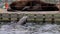 Sealion swimming around a floating platform