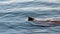 Sealion Swimming Lazily In Gentle Waves Monterey California