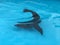 SEALION SWIMMING IN A POOL IN JAPAN