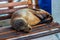 Sealion taking a nap