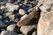 sealion in wildlife at stones. sealion in wildlife at stones. california sealion in wildlife nature