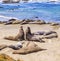 Sealions at the beach