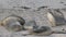 Sealions at the beach in Kangaroo Island,Australia