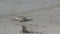 Sealions at the beach in Kangaroo Island,Australia