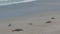 Sealions at the beach in Kangaroo Island,Australia