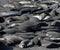 Sealions hanging out