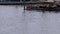 Sealions hudled on a pier with one in the water