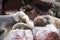 Sealions pup sleeping on a rock