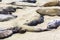 Sealions relax at the beach
