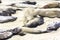 Sealions relax at the beach