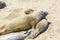 Sealions relax and sleep at the beach