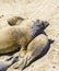 Sealions relax and sleep at the sandy beach