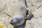 Sealions relaxing at the beach