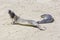 Sealions relaxing at the beach