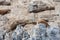 Sealions resting in Patagoing, Argentina