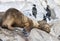 Sealions resting in Patagoing, Argentina