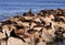 sealions on rocks