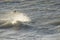 Sealions swimming on the sea , in Mar del Plata , Argentina