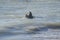 Sealions swimming on the sea , in Mar del Plata , Argentina