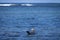 Seals along the Irish Atlantic coast