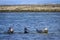 Seals along the Irish Atlantic coast