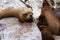 Seals On The Ballestas Islands, Peru